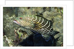 Tiger Grouper by Anonymous