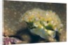 Lettuce Sea Slug by Anonymous