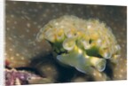Lettuce Sea Slug by Anonymous