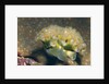 Lettuce Sea Slug by Anonymous