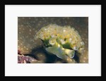 Lettuce Sea Slug by Anonymous