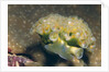 Lettuce Sea Slug by Anonymous