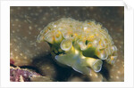 Lettuce Sea Slug by Anonymous