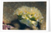 Lettuce Sea Slug by Anonymous