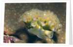 Lettuce Sea Slug by Anonymous