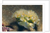 Lettuce Sea Slug by Anonymous