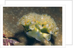 Lettuce Sea Slug by Anonymous