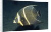 French Angelfish by Anonymous