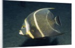 French Angelfish by Anonymous