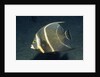 French Angelfish by Anonymous