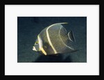French Angelfish by Anonymous