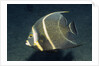 French Angelfish by Anonymous