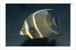 French Angelfish by Anonymous