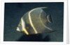 French Angelfish by Anonymous