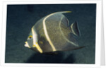 French Angelfish by Anonymous