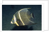French Angelfish by Anonymous