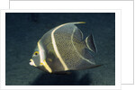 French Angelfish by Anonymous