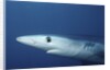 Blue Shark close-up by Anonymous