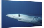 Blue Shark close-up by Anonymous