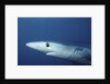 Blue Shark close-up by Anonymous