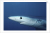 Blue Shark close-up by Anonymous