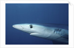Blue Shark close-up by Anonymous