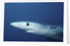 Blue Shark close-up by Anonymous