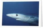 Blue Shark close-up by Anonymous