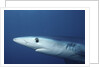 Blue Shark close-up by Anonymous