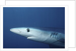 Blue Shark close-up by Anonymous
