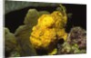Longlure Frogfish by Anonymous