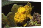 Longlure Frogfish by Anonymous