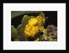 Longlure Frogfish by Anonymous