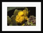 Longlure Frogfish by Anonymous