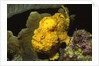 Longlure Frogfish by Anonymous