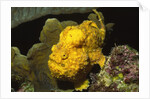 Longlure Frogfish by Anonymous