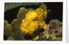 Longlure Frogfish by Anonymous