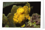 Longlure Frogfish by Anonymous