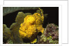 Longlure Frogfish by Anonymous