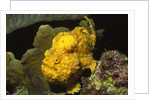 Longlure Frogfish by Anonymous