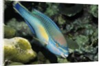 Princess Parrotfish by Anonymous