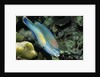Princess Parrotfish by Anonymous