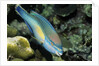 Princess Parrotfish by Anonymous