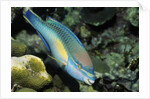 Princess Parrotfish by Anonymous