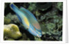 Princess Parrotfish by Anonymous
