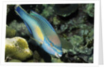 Princess Parrotfish by Anonymous