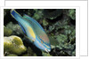 Princess Parrotfish by Anonymous