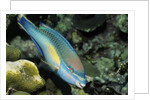 Princess Parrotfish by Anonymous