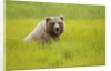Grizzly bear eating by Anonymous