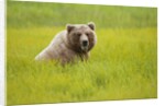Grizzly bear eating by Anonymous